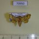 70950p Thyrididae Dysodia sp. intermedia Uganda $9