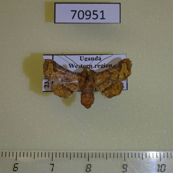Thyrididae Dysodia sp. intermedia f Uganda