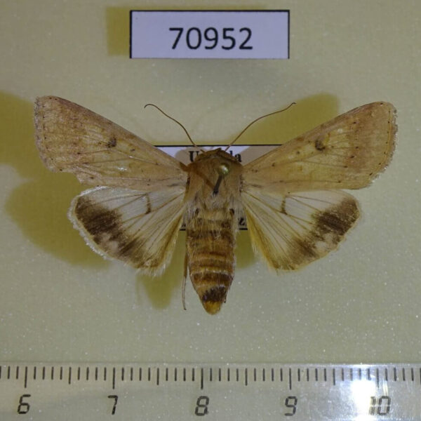 Noctuidae Helicoverpa fletcheri f Uganda