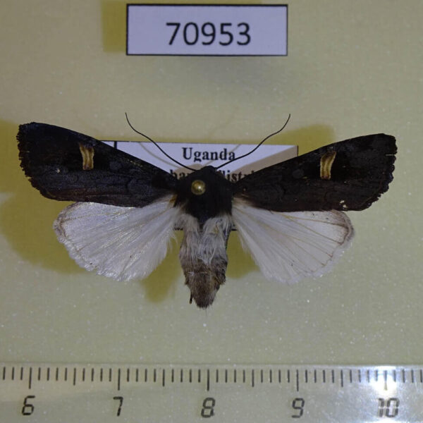 Noctuidae Odontestra speyeri f Uganda