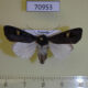 70953p Noctuidae Odontestra speyeri f Uganda $10