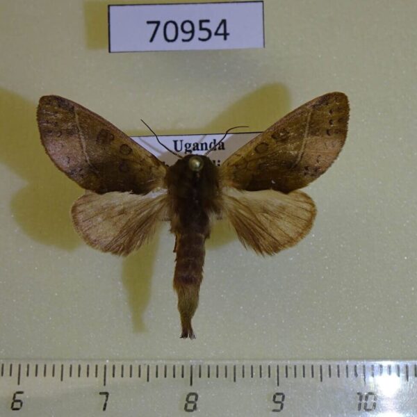 Notodontiidae Daulopaectes trichosa Uganda