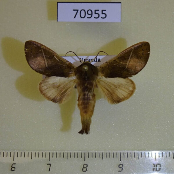 Notodontiidae Daulopaectes trichosa Uganda