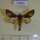 70955p Notodontiidae Daulopaectes trichosa Uganda $9