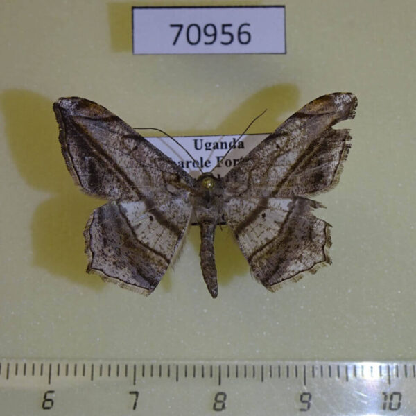 Geometridae Chiasmia rectistriaria Uganda