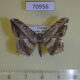 70956p Geometridae Chiasmia rectistriaria Uganda $7