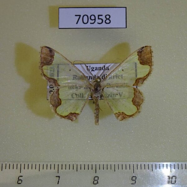 Geometridae Zamarada psectra Uganda