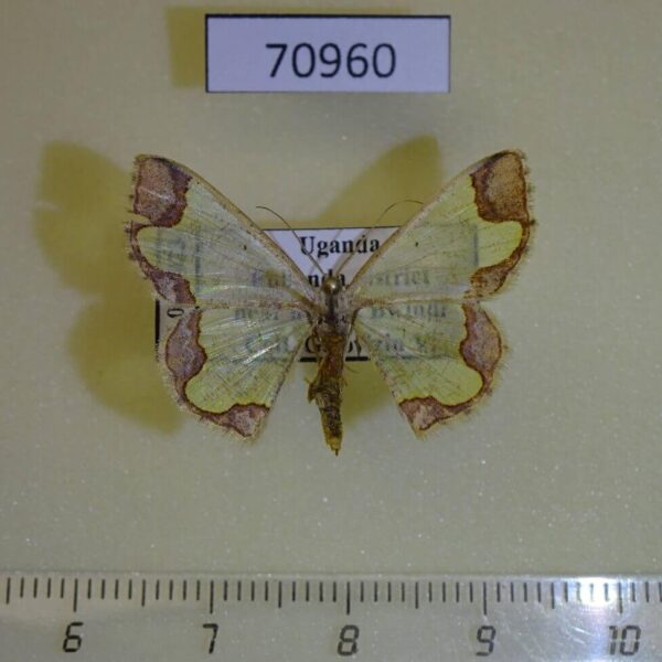 Geometridae Zamarada psectra Uganda