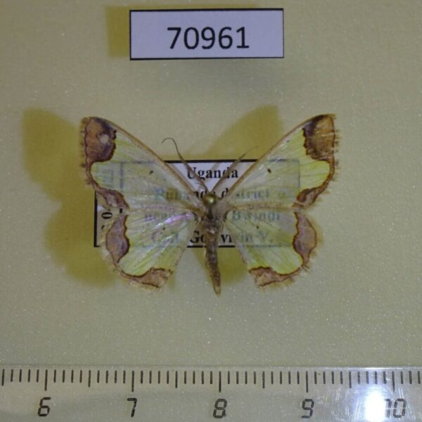 Geometridae Zamarada psectra Uganda