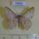 70965p Geometridae Pingasa lahayei austrina Uganda $6