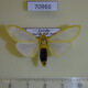 70966p Arctiidae Kenyarctia occidentalis Uganda $15
