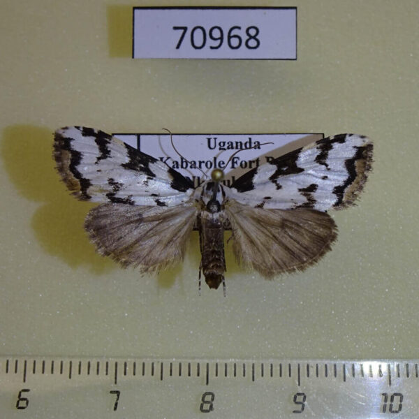 Noctuidae Meganola heinrichi f Uganda