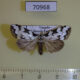70968p Noctuidae Meganola heinrichi f Uganda $9