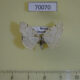 70070p Geometridae Eudjakonovia pulverata Primorye $5