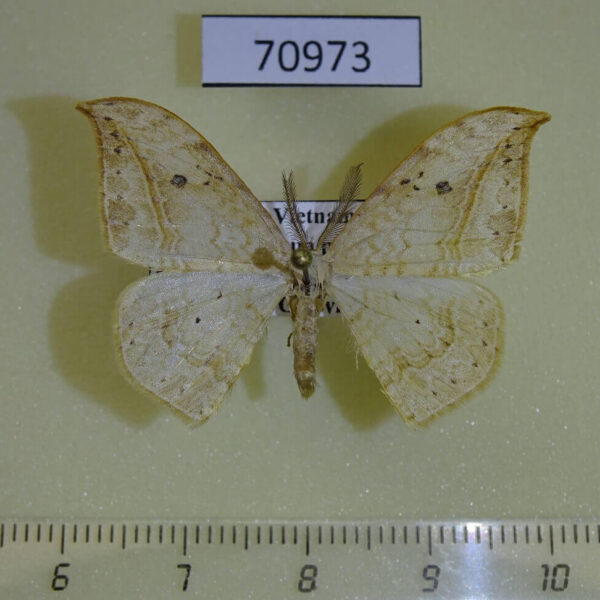 Drepanidae Drepana pallida Vietnam