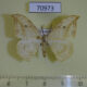 70973p Drepanidae Drepana pallida Vietnam $7