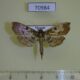 70984p Crambidae Ceratarcha umbrosa Vietnam $7