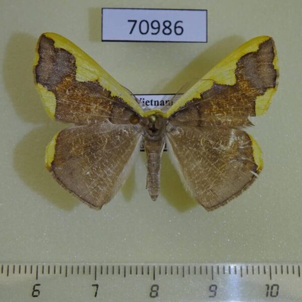 Geometridae Plutodes costatus f Vietnam