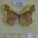 70986p Geometridae Plutodes costatus f Vietnam $5