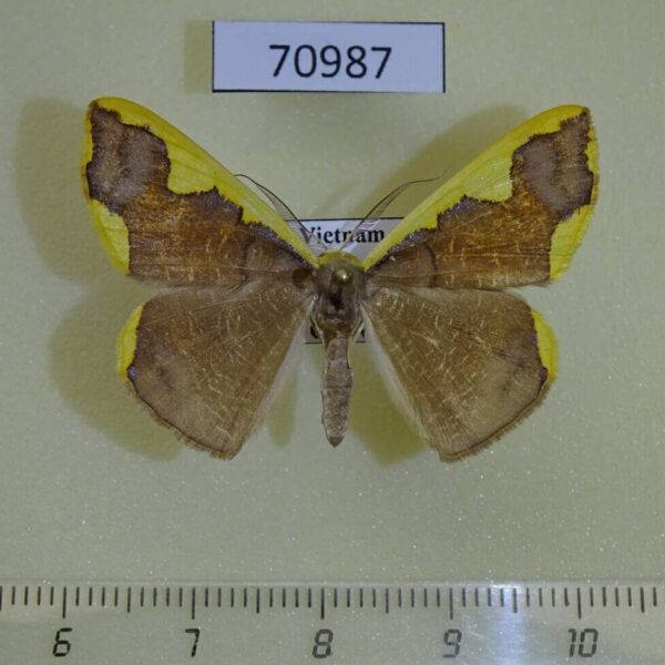 Geometridae Plutodes costatus Vietnam