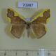 70987p Geometridae Plutodes costatus Vietnam $9