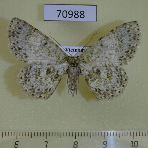 Geometridae Ophthalmitis sp. Vietnam