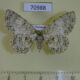 70988p Geometridae Ophthalmitis sp. Vietnam $7
