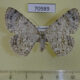 70989p Geometridae Ophthalmitis sp. Vietnam $7