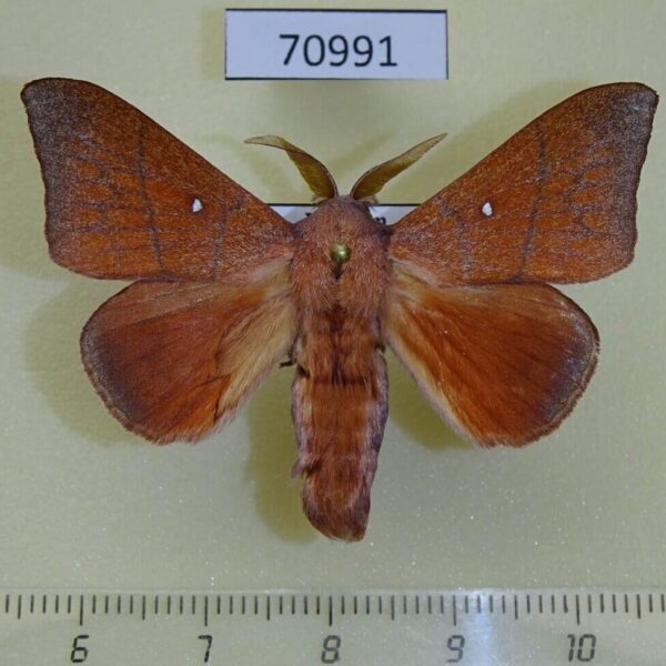 Lasiocampidae Odonestis bheroba Vietnam