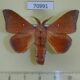 70991p Lasiocampidae Odonestis sp. Vietnam $12