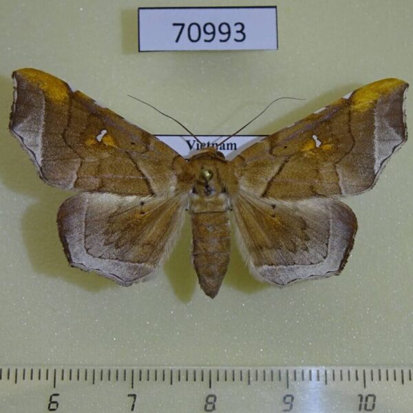 Noctuidae Episparis exprimens f Vietnam