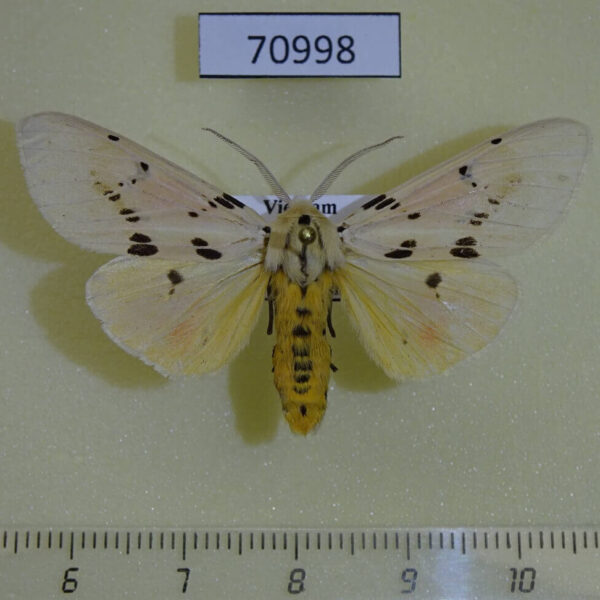Arctiidae Spilosoma hypogopa Vietnam