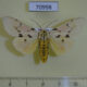70998p Arctiidae Spilosoma hypogopa Vietnam $8
