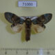 71000p Notodontiidae Syntypistis pallidifascia Vietnam $7