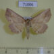 71006p Noctuidae Tamba cosmoloma Vietnam $8