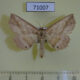 71007p Noctuidae Tamba cosmoloma Vietnam $8