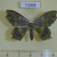 71008p Geometridae Paramaxates macrocerata Vietnam $10