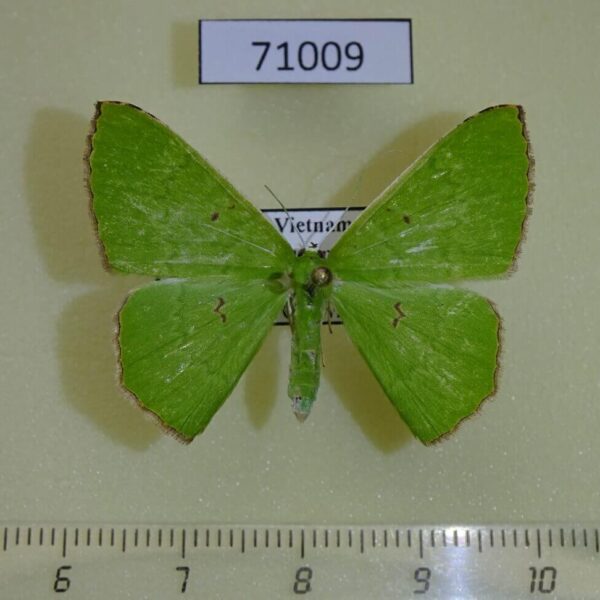 Geometridae Ornithospila submonstrans f Vietnam