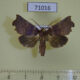 71016p Noctuidae Falana sordida Vietnam $10