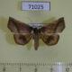 71025p Noctuidae Pangrapta metagona Vietnam $10