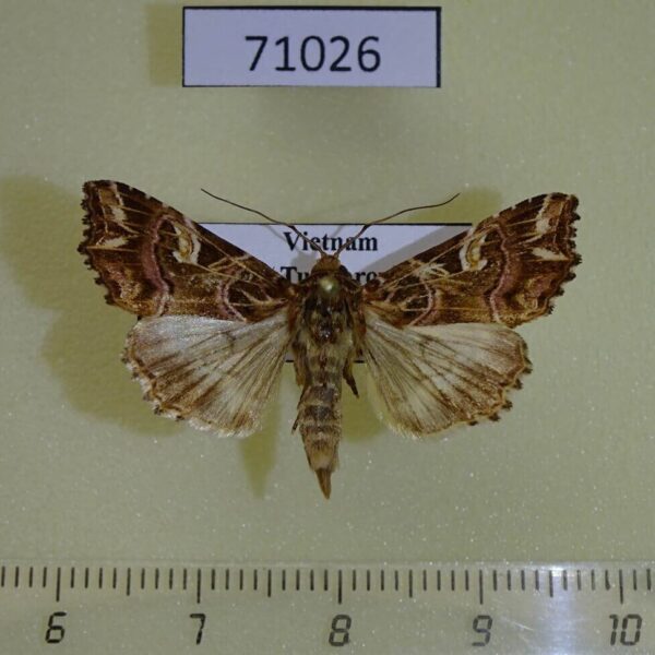 Noctuidae Callopistria juventina Vietnam