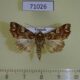 71026p Noctuidae Callopistria juventina Vietnam $15
