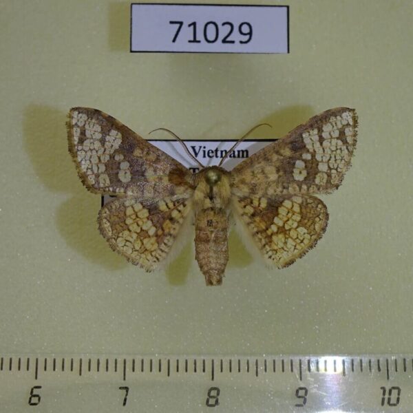 Thyrididae Canaea semitessellata Vietnam