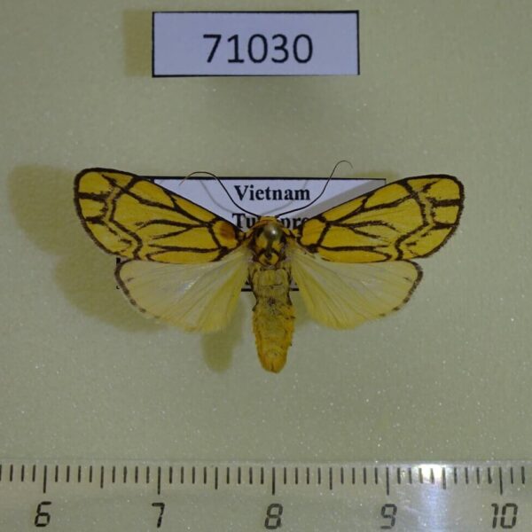Arctiidae Cyme euprepioides Vietnam