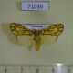 71030p Arctiidae Cyme euprepioides Vietnam $6