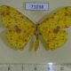 71038p Geometridae Eumelea ludovicata Vietnam $5