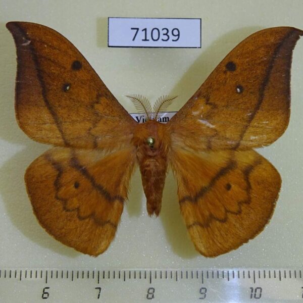 Saturniidae Cricula sponai Vietnam