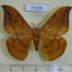 71039p Saturniidae Cricula sponai Vietnam $13