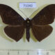 71040p Noctuidae Lygniodes ciliata Vietnam $12