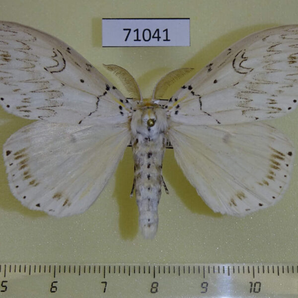 Lymantridae Psilochira lineata lineata Vietnam